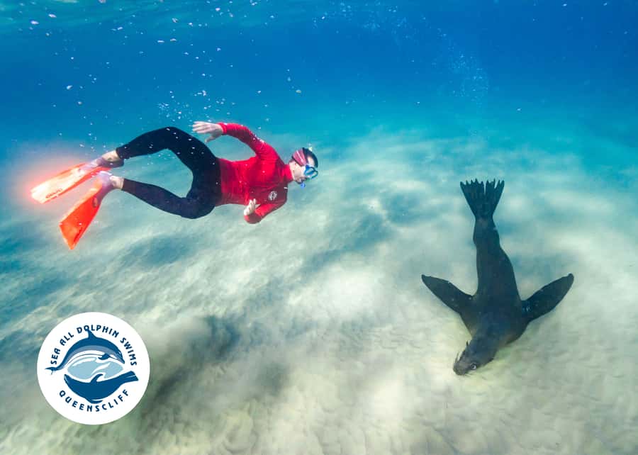 Queenscliff Harbour: 3.5hr Seal & Dolphin Snorkelling Tour - The dolphin search: regulations, respect, and real viewing time