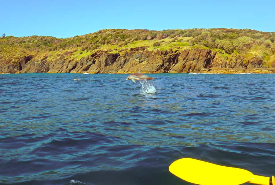 Rainbow Beach: Kayaking with Dolphins and Beach 4WD Tour - A quick reality check for 3 hours of ocean kayaking and 4WD