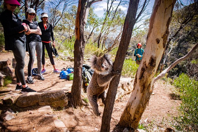 Rock Climbing and Abseiling in Adelaide - The morning flow: safety talk, gear check, and your first abseil