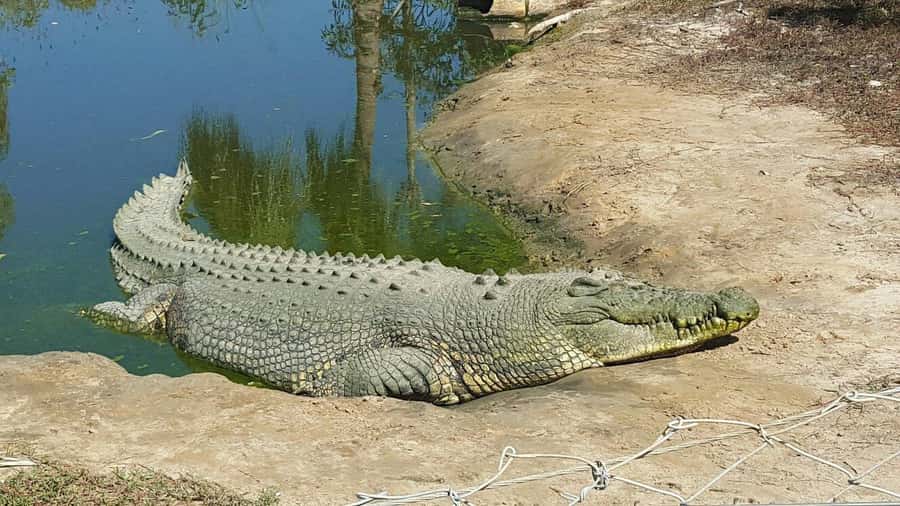 Rockhampton: Koorana Crocodile Farm Guided Tour - Key things to know before you go