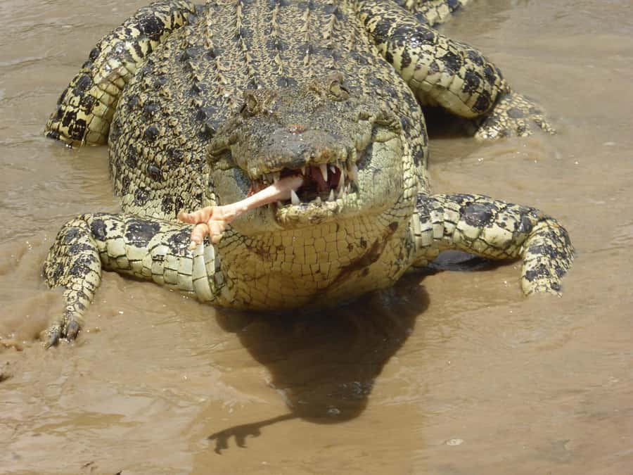 Rockhampton: Koorana Crocodile Farm Guided Tour - Koorana Crocodile Farm and the 90-minute pace near Rockhampton