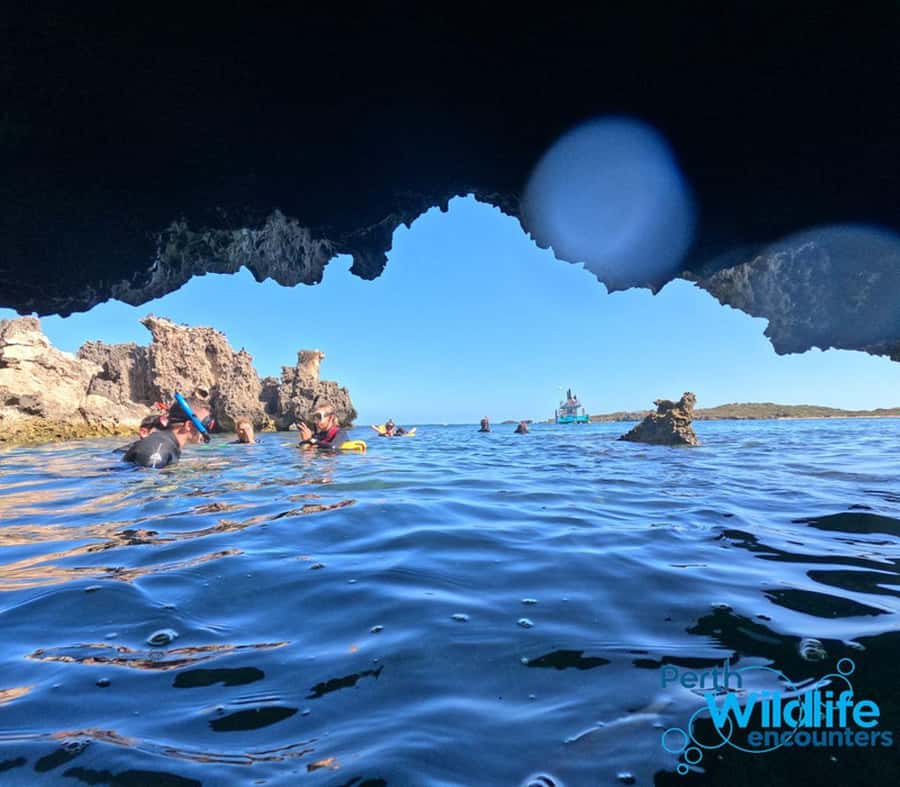 Rockingham: 3 Island Wildlife Snorkeling Cruise with Lunch - Key highlights that make this cruise worth it