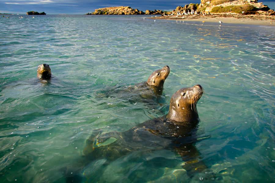 Rockingham: 3 Island Wildlife Snorkeling Cruise with Lunch - Why Shoalwater Islands Marine Park is the whole point