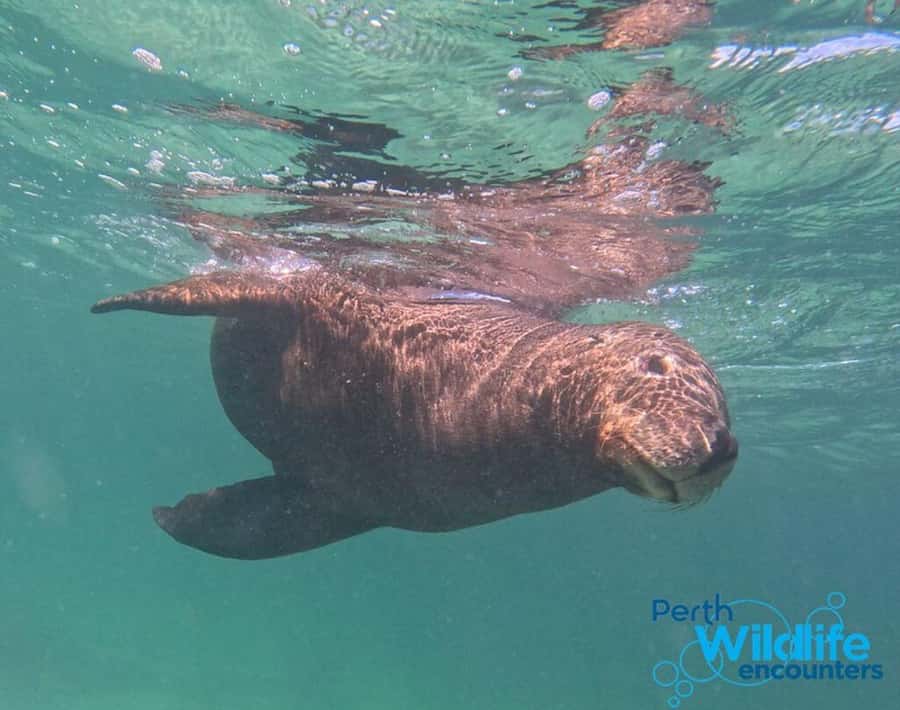 Rockingham: 3 Island Wildlife Snorkeling Cruise with Lunch - Snorkeling off Penguin, Seal, and Bird Islands, with real coaching