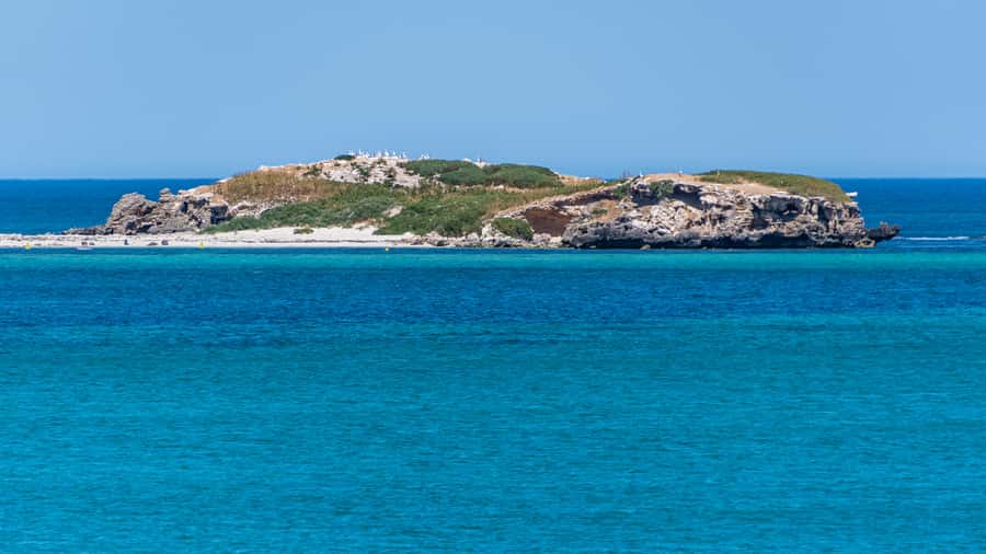 Rockingham: 3 Island Wildlife Snorkeling Cruise with Lunch - Who should book, and who might rethink it