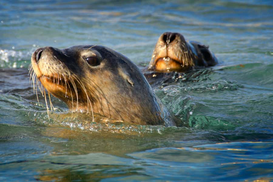 Rockingham: 3 Island Wildlife Snorkeling Cruise with Lunch - Checking in and what your 3.5 hours feels like on board