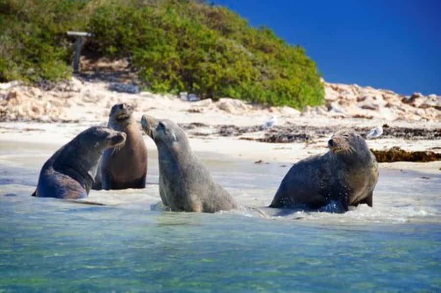 Rockingham: Shoalwater Islands, Dolphins, and Sea Lions Tour - Key Things You’ll Notice on This Shoalwater Cruise