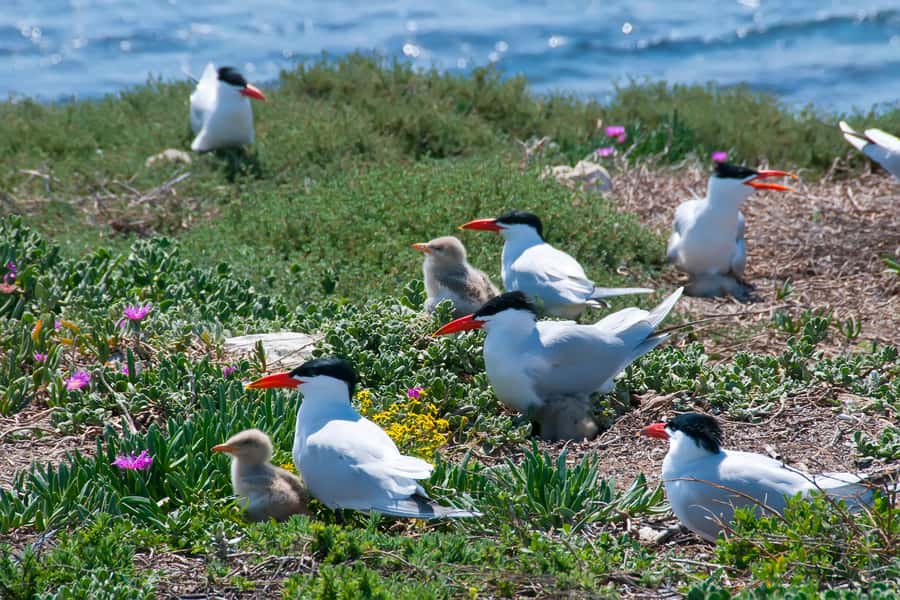 Rockingham: Shoalwater Islands, Dolphins, and Sea Lions Tour - Shoalwater Islands Marine Park: A Short Cruise With Serious Wildlife Payoff