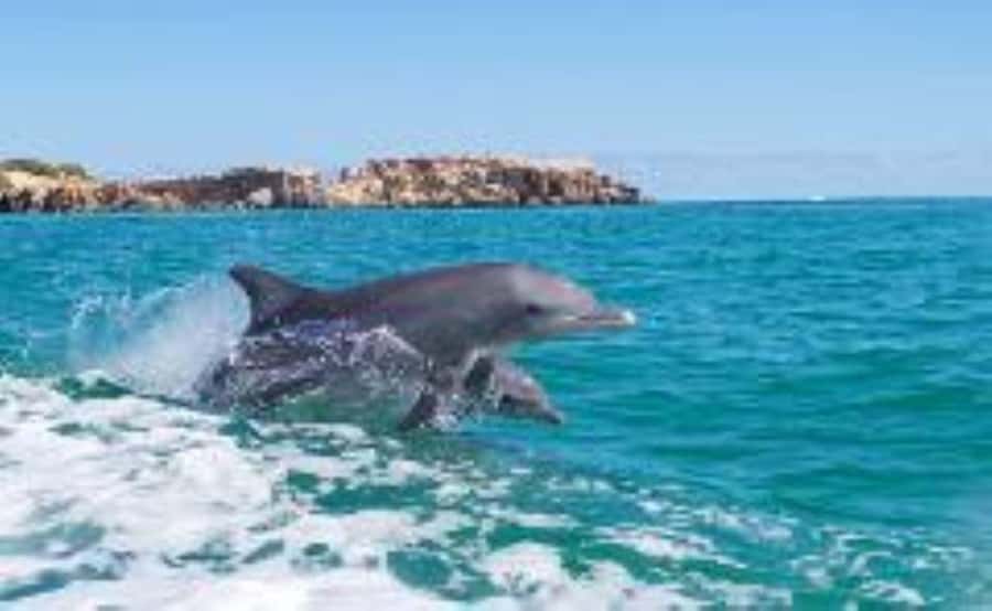 Rockingham: Shoalwater Islands, Dolphins, and Sea Lions Tour - Check-In Timing: Where You Start and How You’ll Spend the Hour