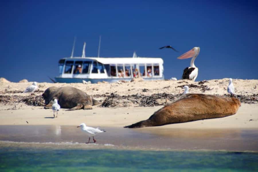 Rockingham: Shoalwater Islands, Dolphins, and Sea Lions Tour - Wildlife Spotting: What to Look For Around Penguin, Seal, and Bird Islands