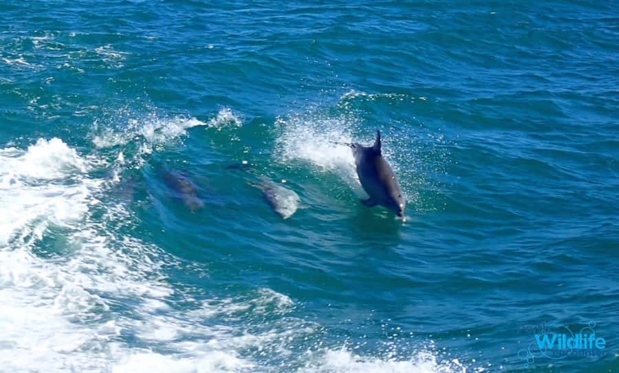 Rockingham: Shoalwater Islands, Dolphins, and Sea Lions Tour - Price and Value: What $42 Buys You in Real Terms