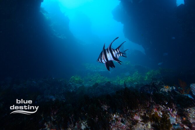 Rottnest Island Boat Dive Day Trip including Lunch - Two Underwater Sessions: What You’ll Actually See