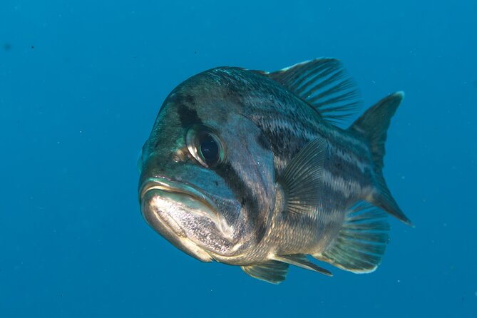 Rottnest Island Boat Dive Day Trip including Lunch - The Food Plan: Lunch Buffet Plus Morning and Afternoon Treats