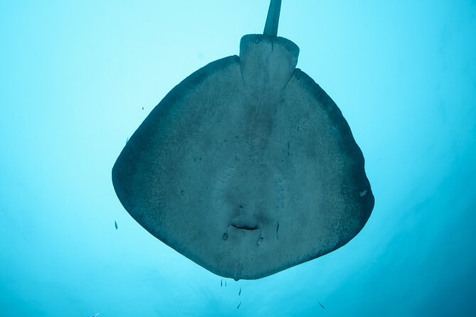 Rottnest Island Boat Dive Day Trip including Lunch - Price and Value: Why $186.48 Can Make Sense