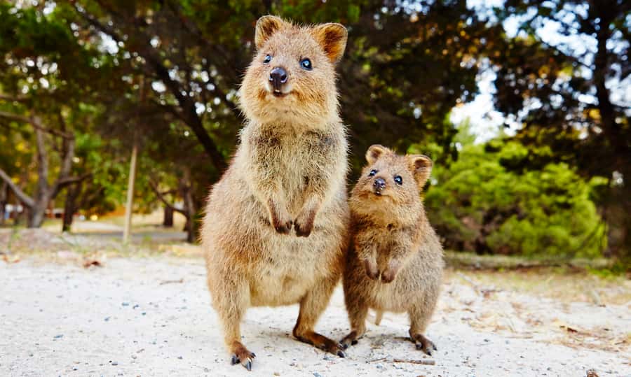 Rottnest Island Segway 1-Hour Settlement Tour - The 1-Hour Segway Plan, From Training to Rolling Out