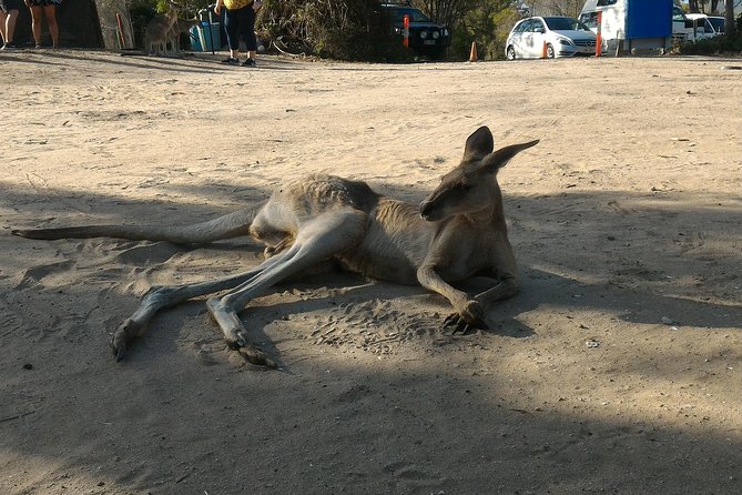 Scooter Wildlife & Sunset Tour - Beaches and sunset stops, handled with a local eye