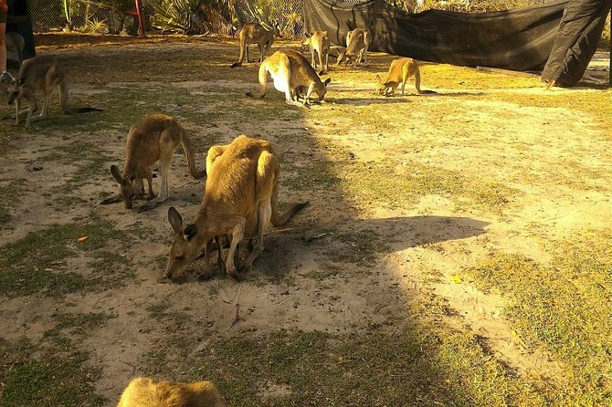 Scooter Wildlife & Sunset Tour - Booking and what to watch before you go