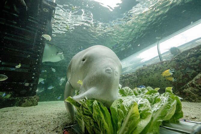 SEA LIFE Sydney Aquarium Entrance Ticket - Key things worth knowing before you go