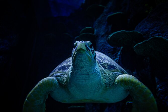 SEA LIFE Sydney Aquarium Entrance Ticket - Crowds, Heat, and Timing: How to Pace Your Visit