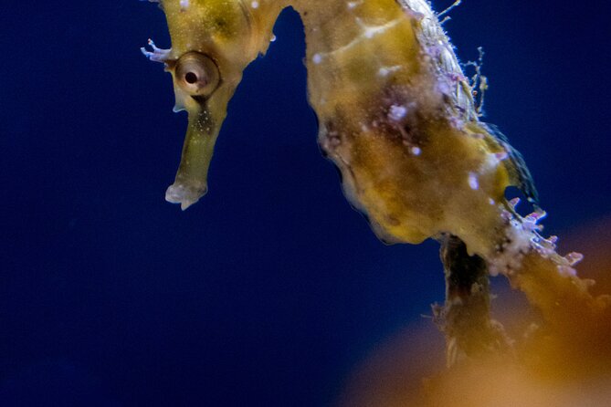 SEA LIFE Sydney Aquarium Entrance Ticket - Best Fit: Who This Aquarium Ticket Works For
