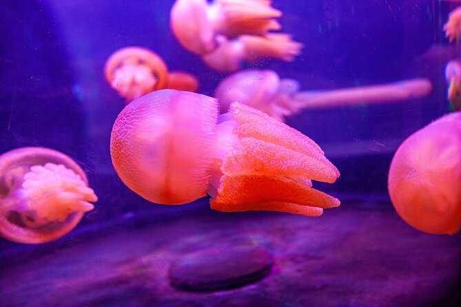 SEA LIFE Sydney Aquarium Entrance Ticket - Should You Book SEA LIFE Sydney Aquarium Tickets?