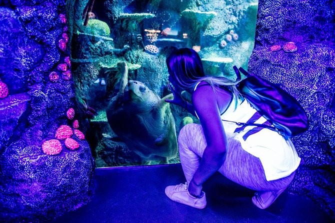 SEA LIFE Sydney Aquarium Entrance Ticket - Penguin Expedition: The Sub-Antarctic 6°C Sensory Zone