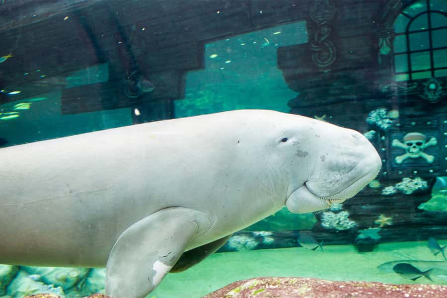 SEA LIFE Sydney Aquarium Entry Ticket - Southern Rivers platypus and the patience game