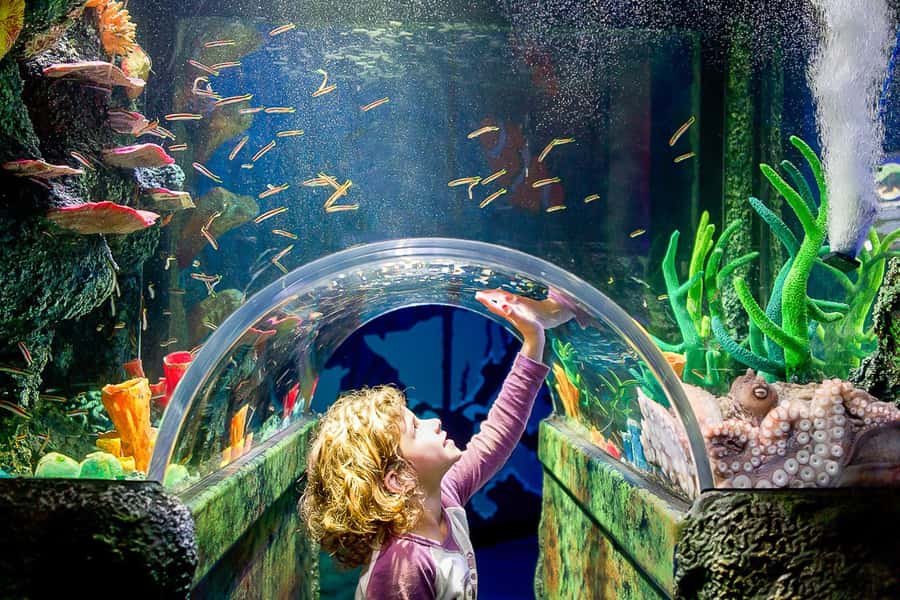 SEA LIFE Sydney Aquarium Entry Ticket - Darling Harbour location makes this Sydney sightseeing-friendly