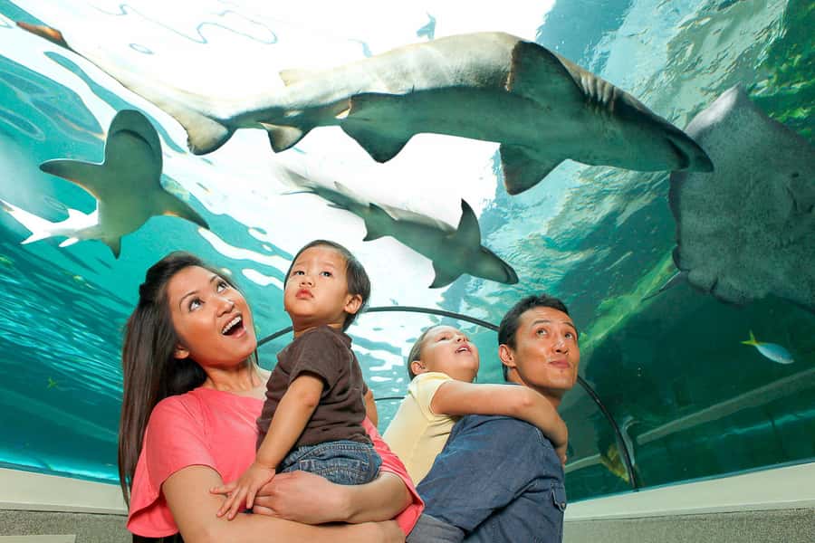 SEA LIFE Sydney Aquarium Entry Ticket - Entry and first impressions: where you should start