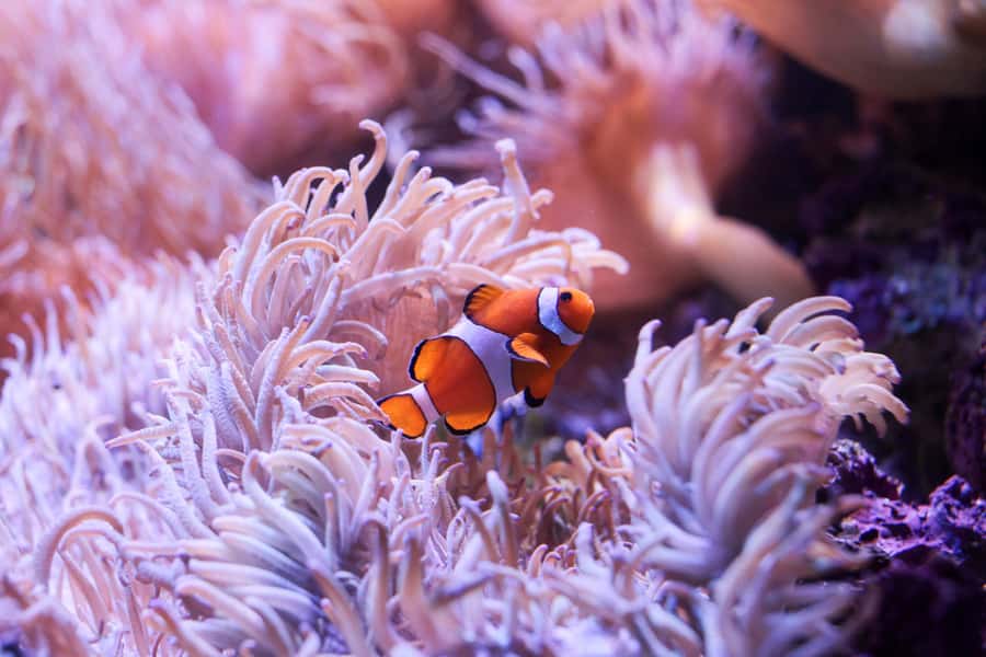 SEA LIFE Sydney Aquarium Entry Ticket - Underwater tunnel walk: the closest you will feel to sharks