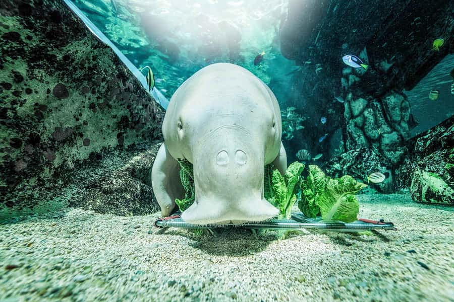 SEA LIFE Sydney Aquarium Entry Ticket - CLAWS creature feature and the strange-creature magnet