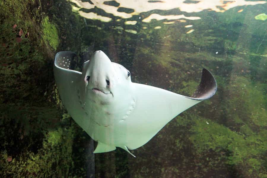 SEA LIFE Sydney Aquarium Entry Ticket - Southern Oceans penguins: the must-see zone