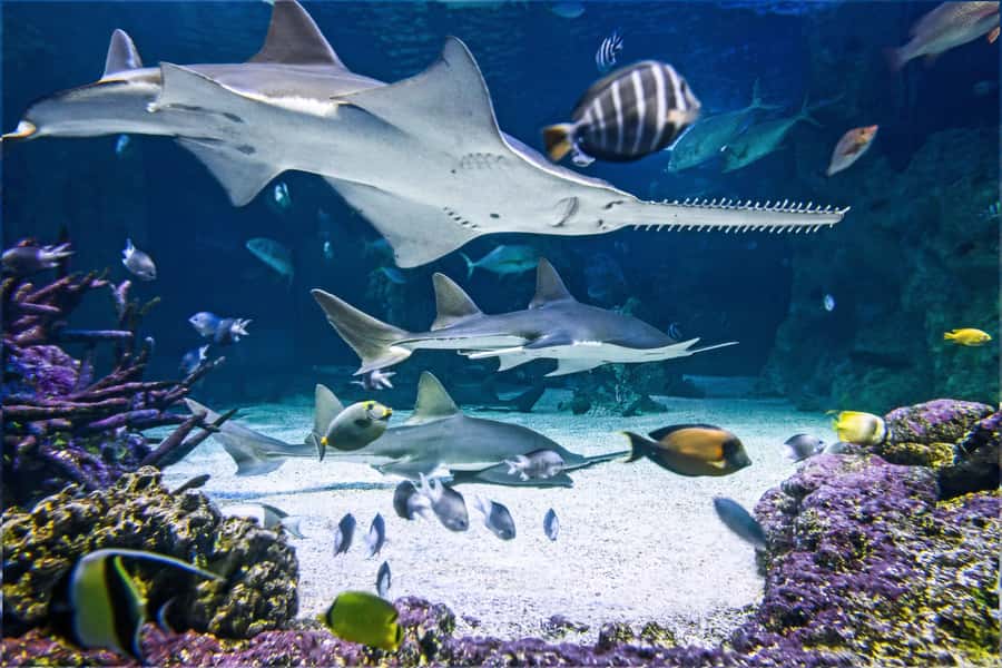SEA LIFE Sydney Aquarium Entry Ticket - Your ticket for around $31: what feels like value