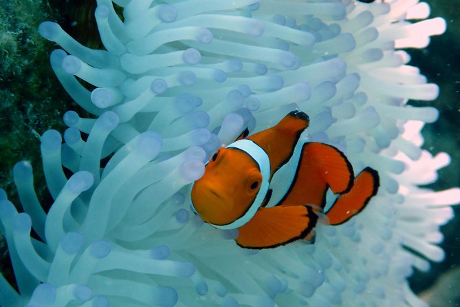 Seastar Luxury Outer Great Barrier Reef Island and Reef Tour - The 7:30 am start: Cairns Marlin Marina and what the schedule feels like