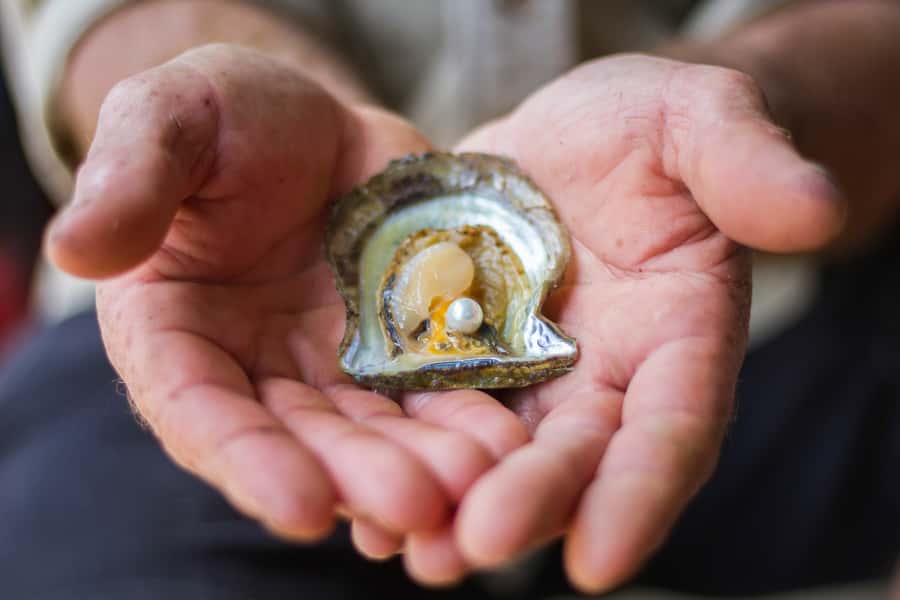 Shell to Showroom - Sydney's only Pearl Farm Experience - Why Shell to Showroom feels different from a typical Sydney tour