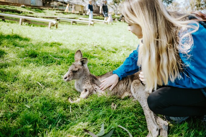 Shore Excursion: Hobart Wanderer - The Cool Wine Region Drive, Plus Local Taste Theory