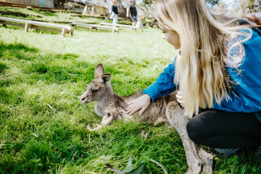 Shore Excursion: Hobart Wanderer - What to Pack and How to Make the Day Feel Easy