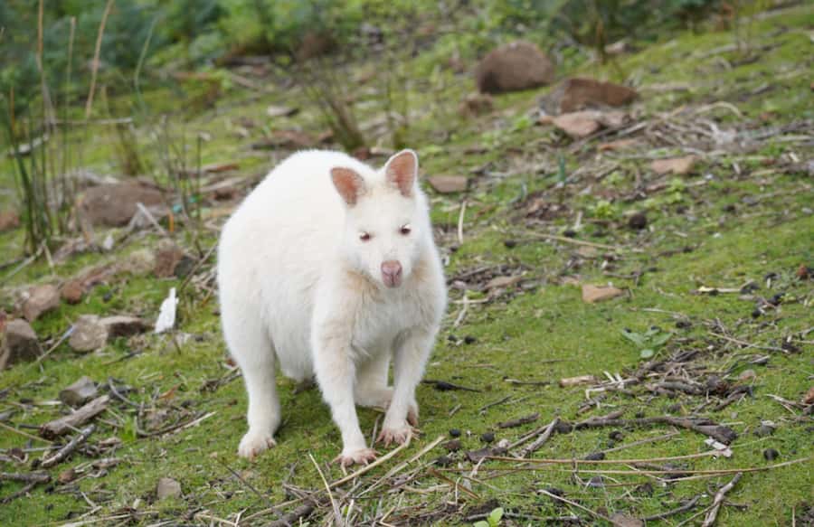 Signature Bruny Island Tour - Hobart & SE Tasmania - Key things to know before you go