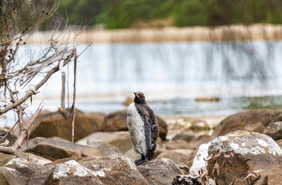 Signature Bruny Island Tour - Hobart & SE Tasmania - Bruny Island Premium Wines: lunch time plus wine tasting