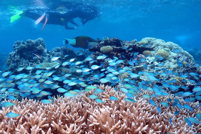 Silversonic Outer Great Barrier Reef Cruise from Port Douglas - Key Things I’d Watch For