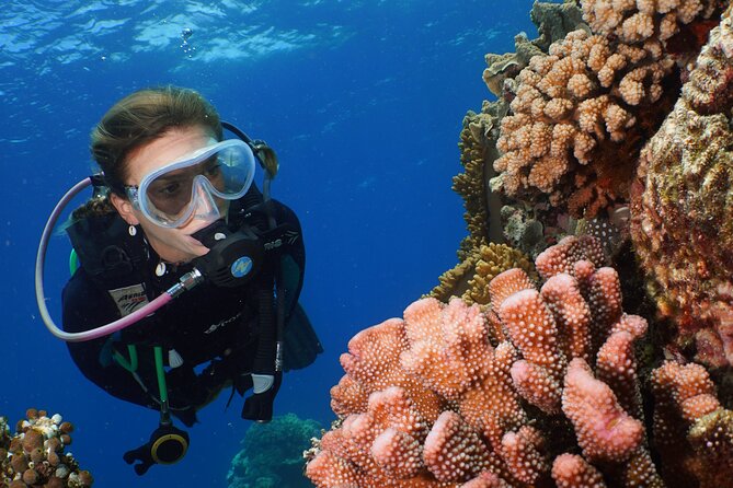 Silversonic Outer Great Barrier Reef Cruise from Port Douglas - What You’ll Likely See: Fish, Coral, Clams, and Sharks
