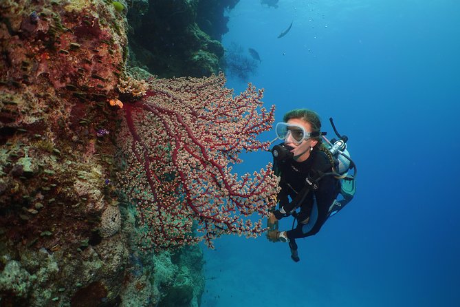 Silversonic Outer Great Barrier Reef Cruise from Port Douglas - Comfort, Safety, and Crew Energy: How the Day Feels