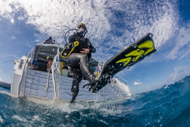 Silverswift Dive and Snorkel Great Barrier Reef Cruise - Marine life you can realistically look for (and how to spot it)
