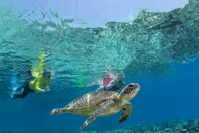 Silverswift Dive and Snorkel Great Barrier Reef Cruise - Snorkeling vs intro scuba vs certified scuba sessions