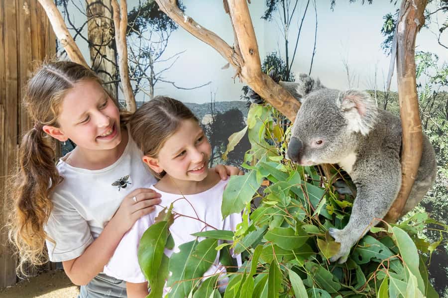 Small Group Blue Mountains, Wildlife & Scenic World Day Tour - A best-of Blue Mountains day, built for pacing