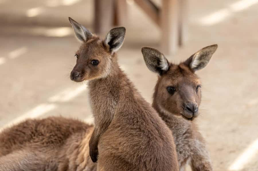 Small Group: Zoo, Blue Mountains, Scenic World Mandarin Tour - Gordon Falls and the lookout loop: waterfalls, cliffs, and quick walking