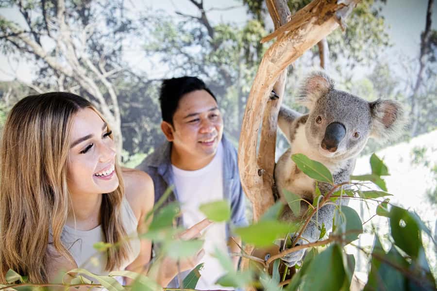 Small Group: Zoo, Blue Mountains, Scenic World Mandarin Tour - Scenic World: unlimited rides that turn views into an experience