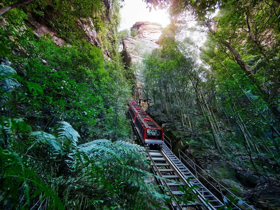 Small Group: Zoo, Blue Mountains, Scenic World Mandarin Tour - Cahill’s Lookout and the return to Sydney