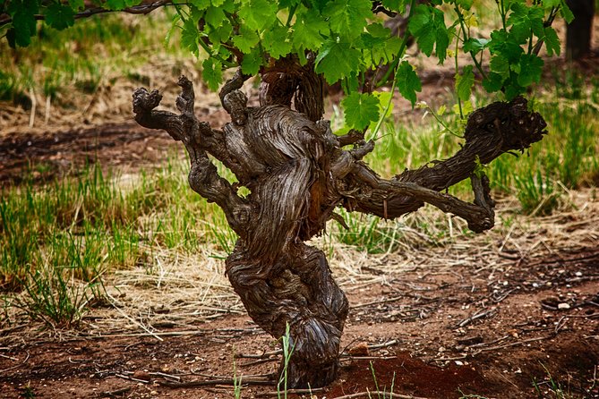 Small Tour Barossa Valley Voyager Tour from Adelaide - Kies Family Wines: six generations in a restored stone cottage