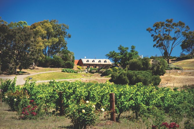 Small Tour Barossa Valley Voyager Tour from Adelaide - Langmeil Winery: the 1843 Freedom Shiraz vine you actually come to see